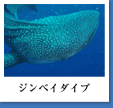 沖縄　ダイビング　ライセンス ジンベイダイブ 魚類最大のジンベイザメと一緒に泳ぐことができます。大迫力！！